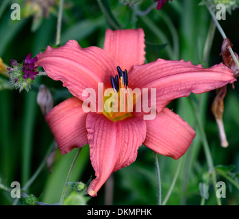 Hemerocallis stafford giorno Giglio rosso arancio fiore fioritura daylilies daylily perenne Foto Stock