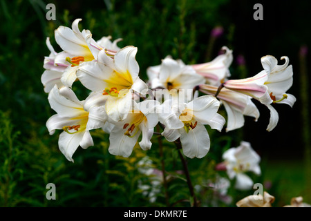 Il Lilium regale regal gigli giglio bianco fiori fioritura profumate fioriture di profumi fragranti profumi estate perenne lampadina Foto Stock