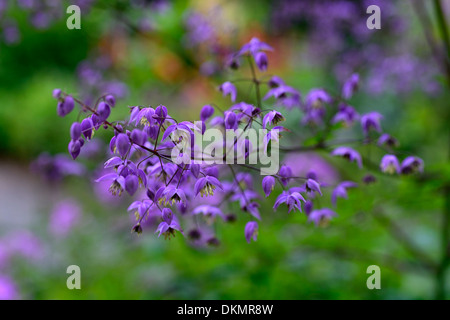 Thalictrum delavayi viola fiori perenni ombra bosco ombreggiato bosco ombroso di impostazione impianto meadow rue Foto Stock