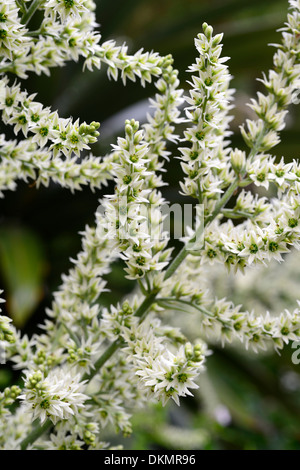 Veratrum album falso helleborine europeo l'elleboro bianco bianco panna vegetale fiori ritratti closeup messa a fuoco selettiva estate Foto Stock