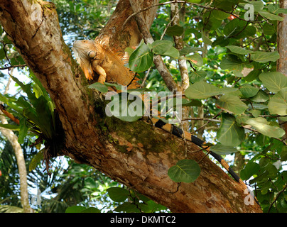 Maschio verde (iguana Iguana iguana) in una struttura ad albero. Tortuguero, Parco Nazionale di Tortuguero, Limon Provincia, Costa Rica. Foto Stock