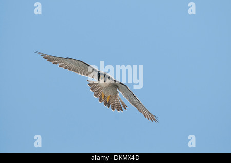 Falco pellegrino (Falco peregrinus). Maschio in volo sopra le bianche scogliere di Dover, Kent, Regno Unito. Foto Stock