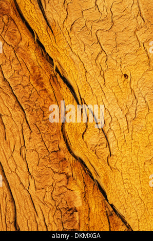 Weathered split a grana di legno su un vecchio albero di pino Foto Stock