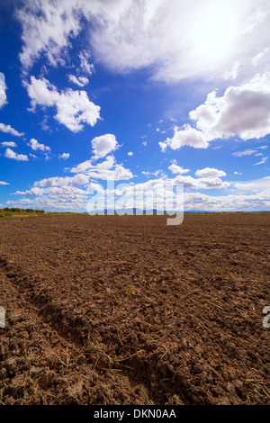 Cereali di campi di riso in fallow dopo il raccolto al Mediterraneo Spagna Foto Stock