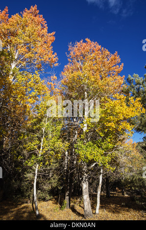 Rosso arancio e giallo autunno aspen alberi con un cielo blu Foto Stock