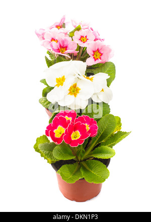 Primula fiori in vaso isolato su bianco Foto Stock