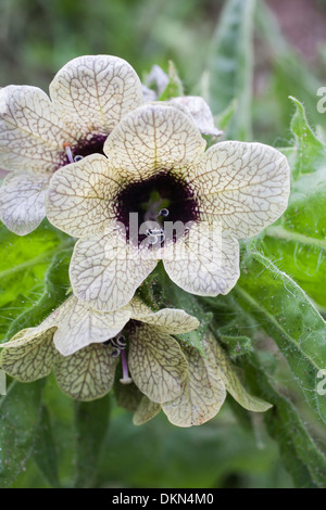 Hyoscyamus niger o Henbane sulla costa a San Ciro ,Scotland. Foto Stock