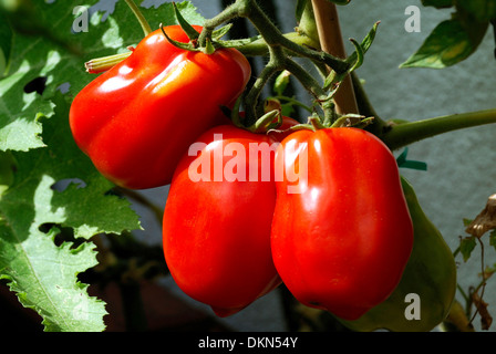 Pomodoro italiano sulla boccola. Foto Stock