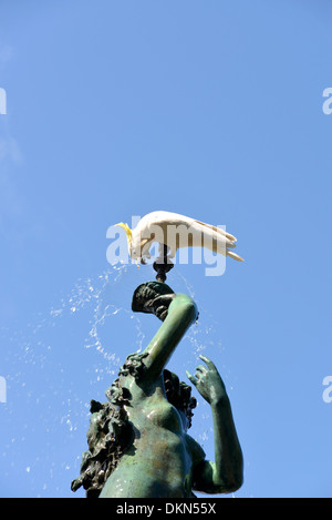 Un cacatua bere dal prelievo fontana nel Giardino Botanico Reale, Sydney, Australia Foto Stock