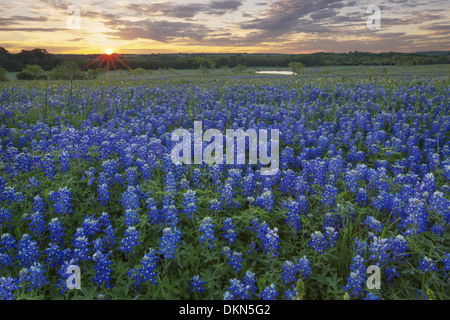 Questo Texas Millefiori immagine mostra tramonto su un campo bluebonnet in Texas Hill Country. Foto Stock