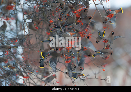 Un Bohemian waxwing gregge attacca una montagna frassino in inverno, Missoula, Montana Foto Stock