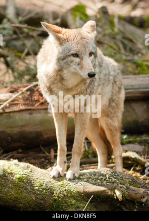 Coyote sorge sul Log guardando in giro per la preda Foto Stock