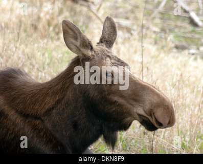 Una femmina di alci che mi permettono di ottenere da vicino e personale in Alaska selvagge Foto Stock