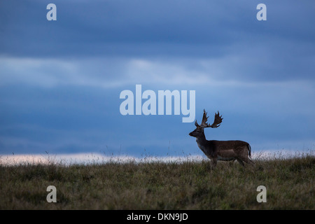 Daini (Cervus dama) Foto Stock