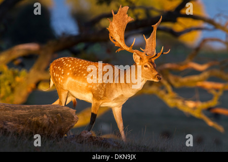 Daini (Cervus dama) Foto Stock