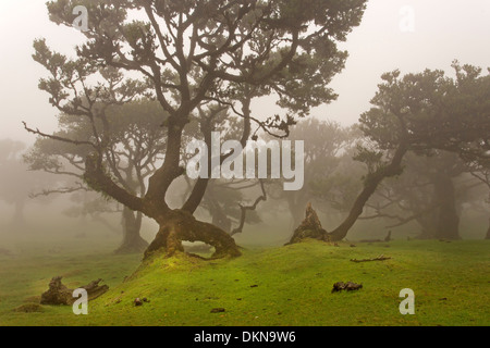 Vecchio bay allori con la nebbia, Madeira, Portogallo / Laurus nobilis Foto Stock