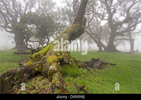 Vecchio bay allori con la nebbia, Madeira, Portogallo / Laurus nobilis Foto Stock