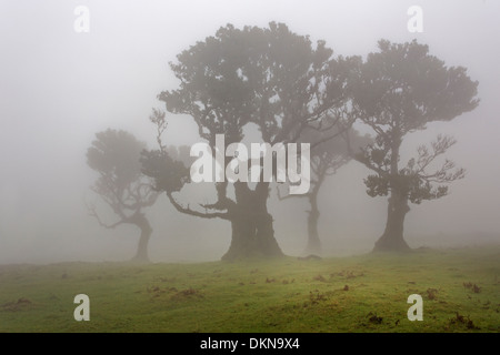 Vecchio bay allori con la nebbia, Madeira, Portogallo / Laurus nobilis Foto Stock