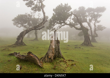 Vecchio bay allori con la nebbia, Madeira, Portogallo / Laurus nobilis Foto Stock