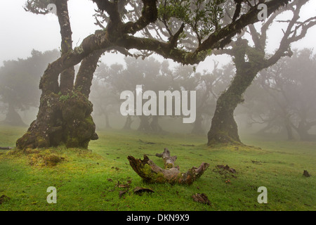 Vecchio bay allori con la nebbia, Madeira, Portogallo / Laurus nobilis Foto Stock