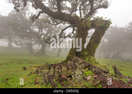 Vecchio bay allori con la nebbia, Madeira, Portogallo / Laurus nobilis Foto Stock