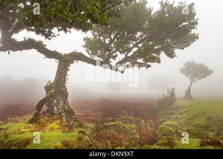 Vecchio bay allori con la nebbia, Madeira, Portogallo / Laurus nobilis Foto Stock