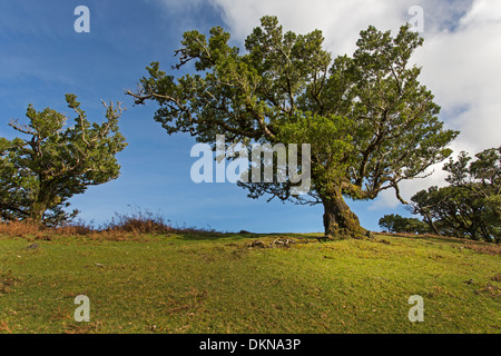 Vecchio bay allori, Madeira, Portogallo / Laurus nobilis Foto Stock