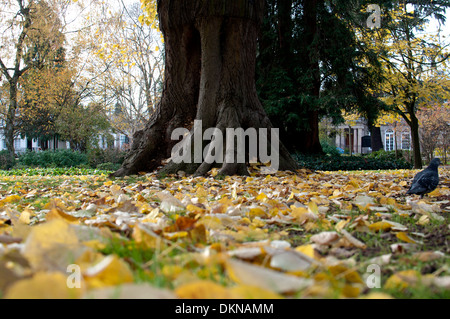 Foglie di autunno dal piangere argento tiglio (Tilia tomentosa 'Petiolaris') in Jephson Gardens, Leamington Spa, Regno Unito Foto Stock