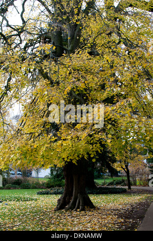 Piangendo argento tiglio (Tilia tomentosa 'Petiolaris') in autunno, Jephson Gardens, Leamington Spa, Regno Unito Foto Stock