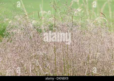 Deschampsia cespitosa, or tufted hair grass, UK Foto Stock