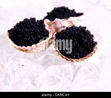 Tre shell con caviale nero su ghiaccio, close up Foto Stock