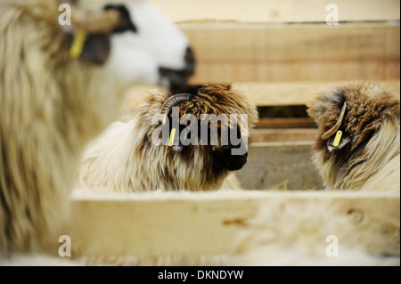 Diverse le pecore sono visti all'interno di un allevamento di pecore Foto Stock