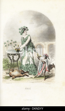 La cicuta fiore fata veleno di macinazione con un pestello e mortaio. Foto Stock