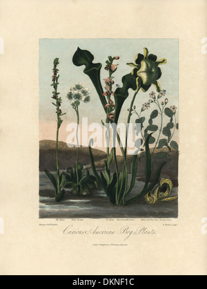 American fly orchid, Venus flytrap e lato giallo-sella fiore. Foto Stock