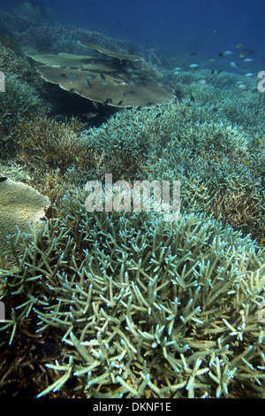 Coral reef giardino fiorente con pesci e coralli in Raja Ampat, Papua Occidentale Foto Stock