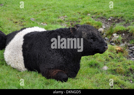 Un Belted Galloway Bull con anello di naso Foto Stock