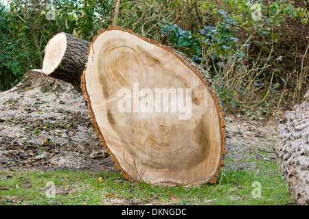 Anelli di un albero dopo che esso è stato tagliato fino a causa di danni provocati dalla tempesta. Foto Stock