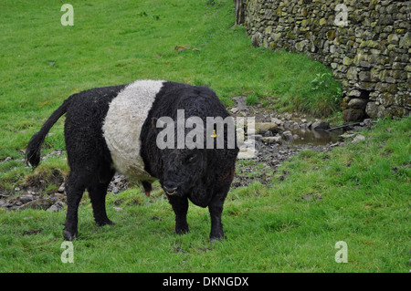 Un Belted Galloway Bull con anello di naso Foto Stock