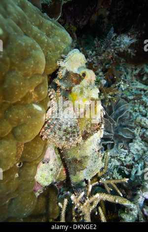 Diavolo scorfani poggiante sulla coral in Raja Ampat isole, Papua Occidentale Foto Stock