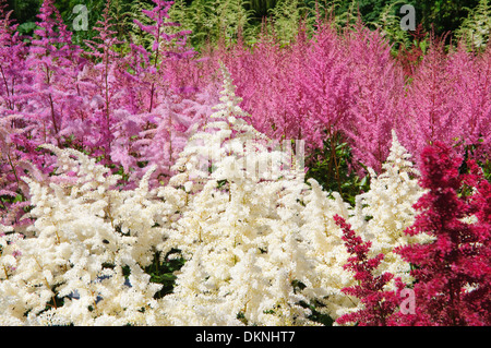 Raccolta nazionale di Astilbes a Marwood Hill Gardens nel Devon Regno Unito Foto Stock