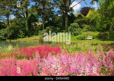 Raccolta nazionale di Astilbes a Marwood Hill Gardens, Devon, Regno Unito. Foto Stock