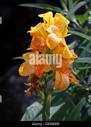 Canna giglio giallo "Re Umberto", Cannaceae. Colore rosso giallo macchiato il fiore. Foto Stock
