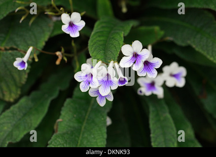 Cape Primrose, Streptocarpus 'ghiaccio cristallino', Gesneriaceae. Cultivar ibrido. Foto Stock