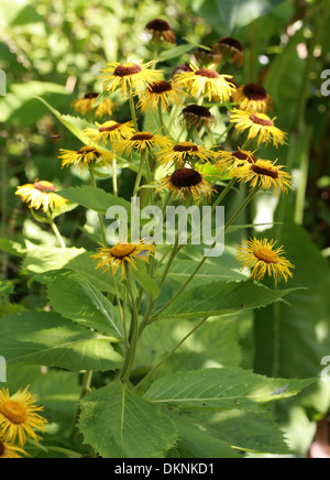 Enula, Inula helenium, Asteraceae. Foto Stock