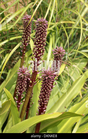 Giglio di ananas, Eucomis comosa, syn E. punctata, Hyacinthaceae, Sud Africa Foto Stock