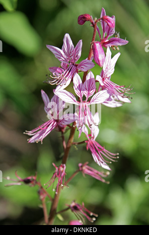 Impianto a gas, Burning Bush o falso Dittany, Dictamnus albus, rutacee. Foto Stock