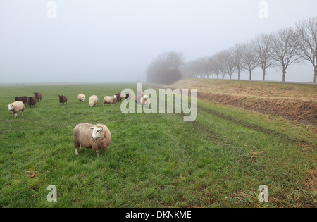 Poche pecore in inverno la nebbia su pascolo, Olanda Foto Stock
