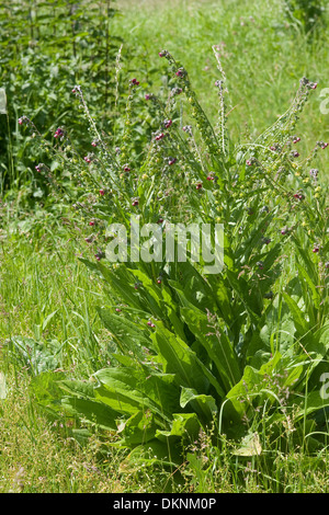 Il Segugio del comune di lingua, houndstongue, cane lingua zingara, fiore Hundszunge, Echte Hundszunge, Cynoglossum officinale Foto Stock