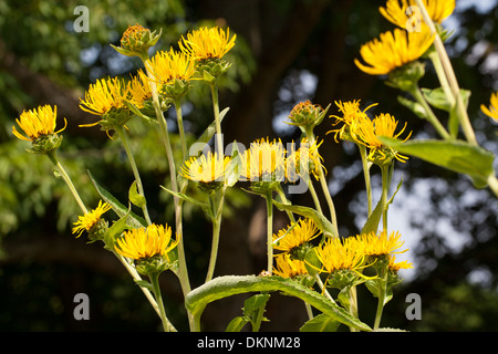 Scabwort, cavalli di guarire, Marchalan, Echter su Alant, Helenenkraut, Inula helenium, Enula Foto Stock