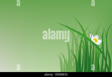 Un fiore bianco ed erba su una luce di sfondo verde Foto Stock